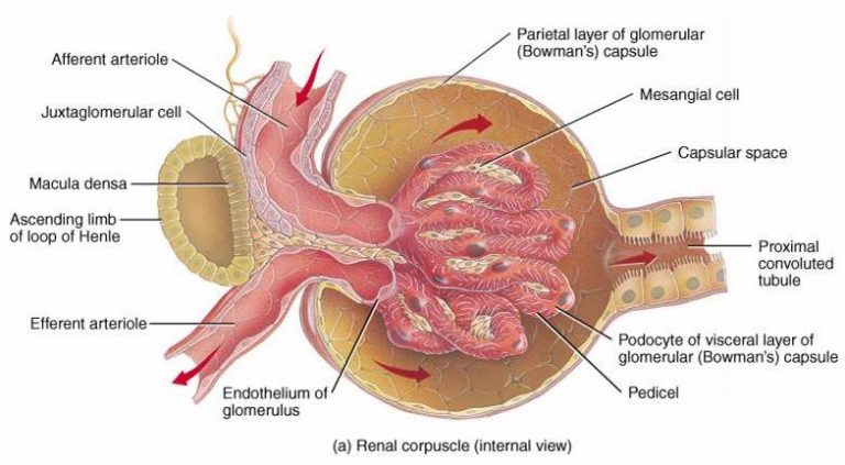 Sistema Urin Rio Histologia Interativa