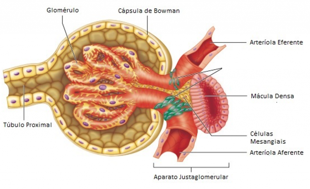 Sistema Urinário Histologia Interativa