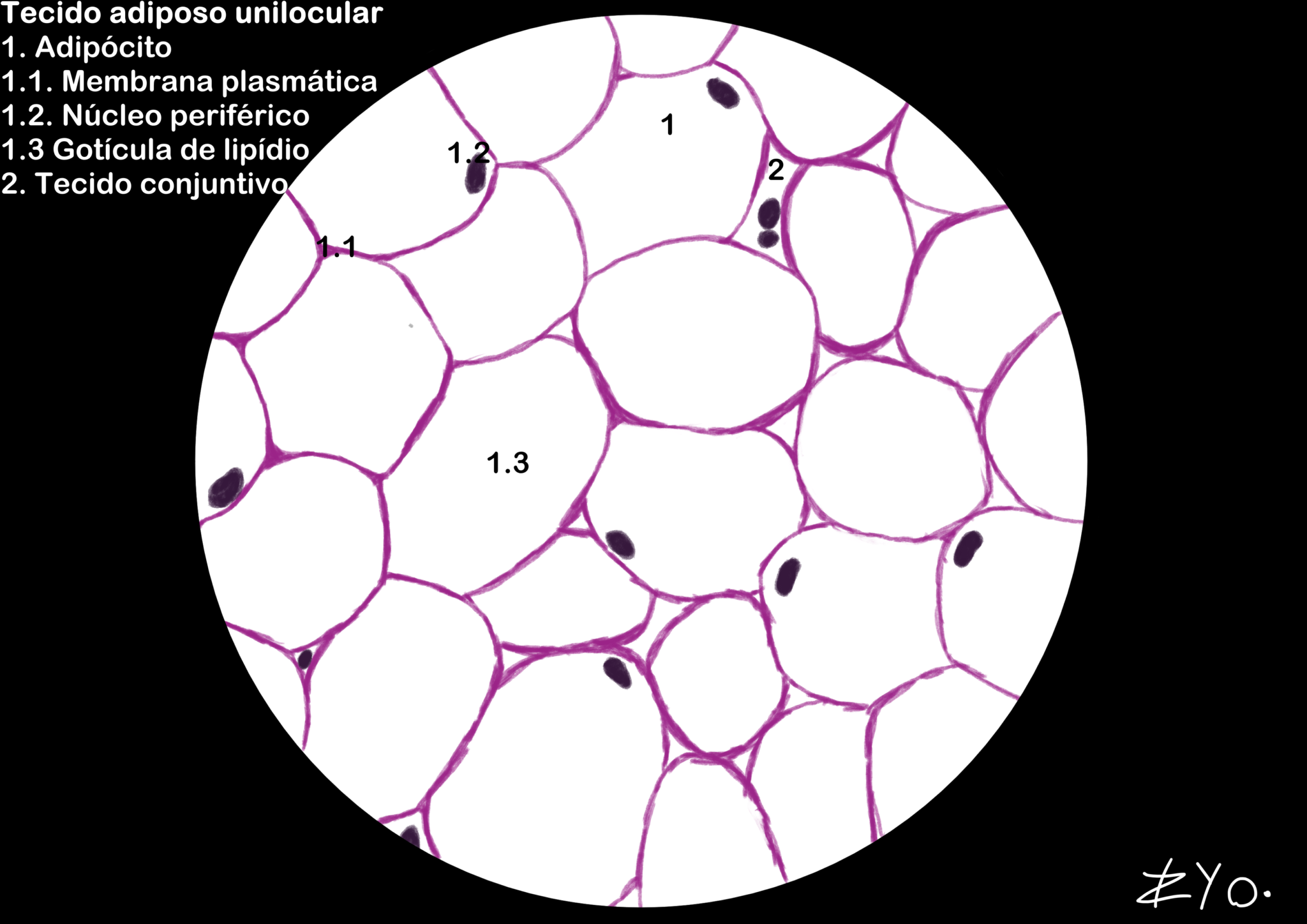 Tecido Adiposo Unilocular Histologia Interativa