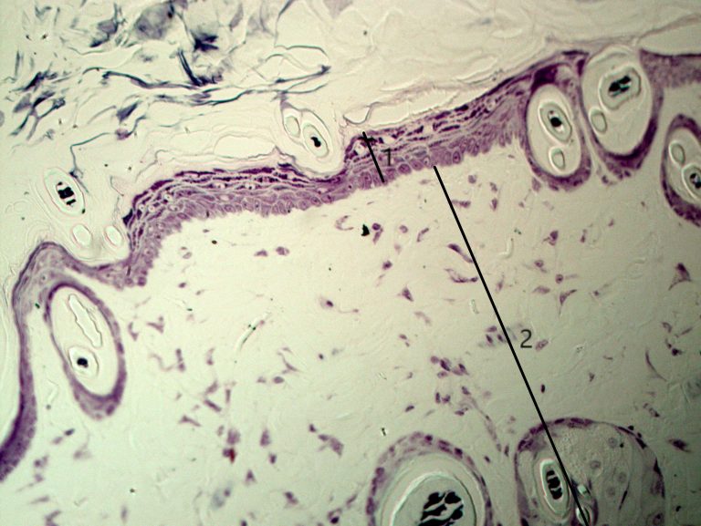 Pele Fina Histologia Interativa