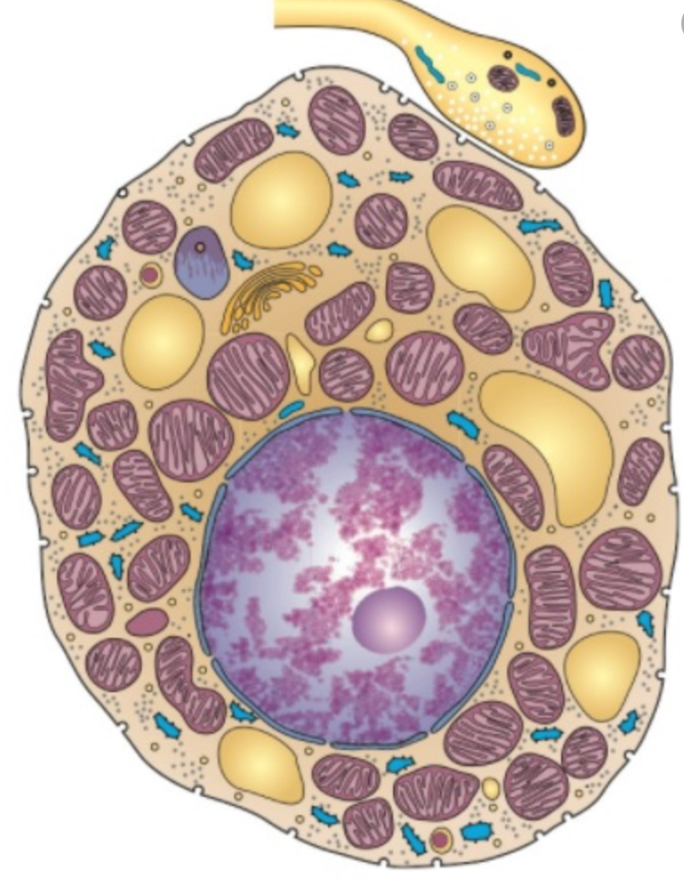 Tecido Adiposo Histologia Interativa